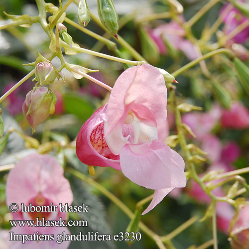 Impatiens glandulifera e3230