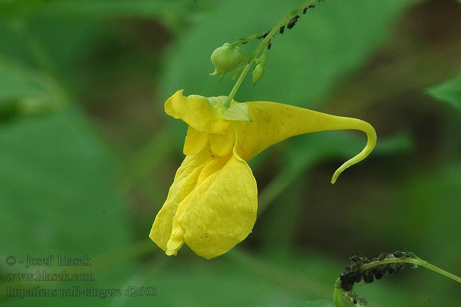 Impatiens noli-tangere