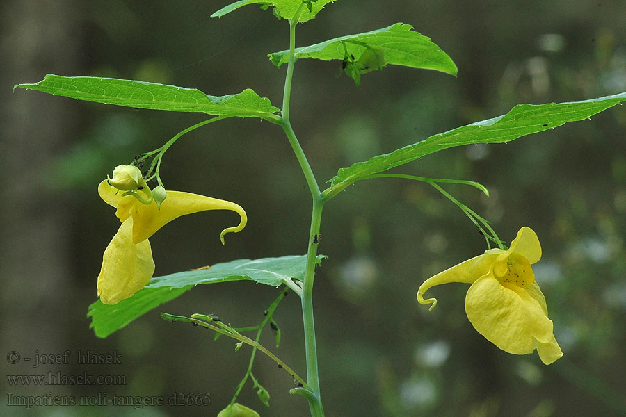 Impatiens noli-tangere