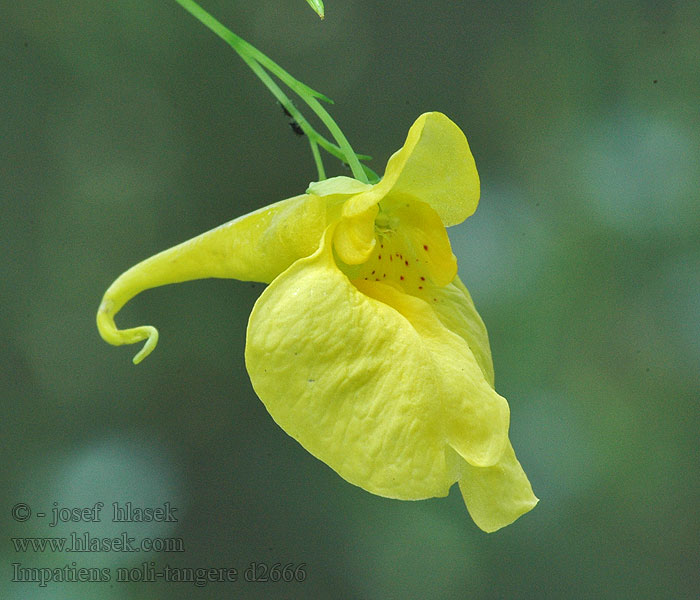 Impatiens noli-tangere