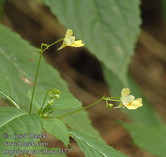 Impatiens parviflora Small balsam Smablomstret balsamin Rikkapalsami