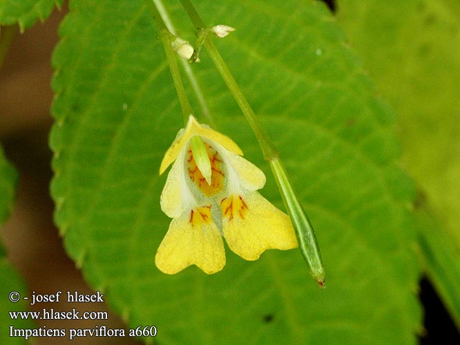 Balsamina minore Kisvirágú nebáncsvirág Kleinblütiges Springkrau