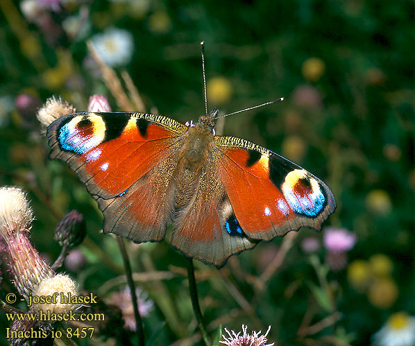 Inachis io Nymphalis Vanessa Peacock Neitoperhonen Paon Jour