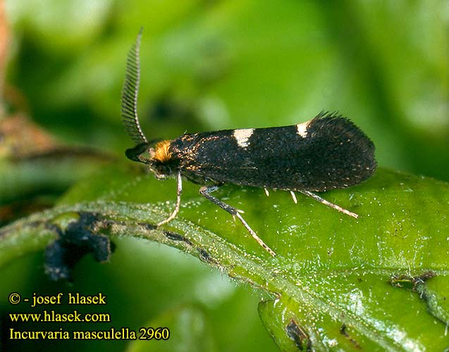 Incurvaria masculella