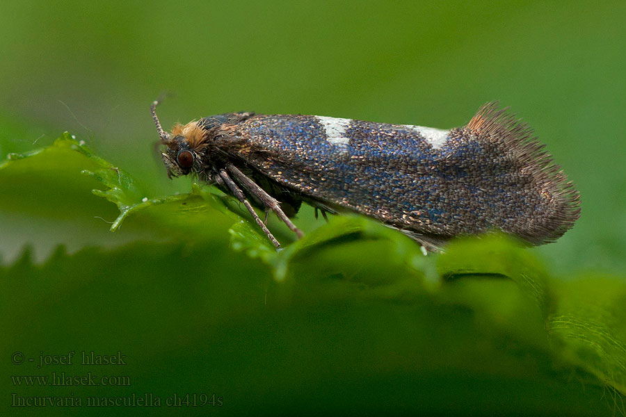 Incurvaria masculella
