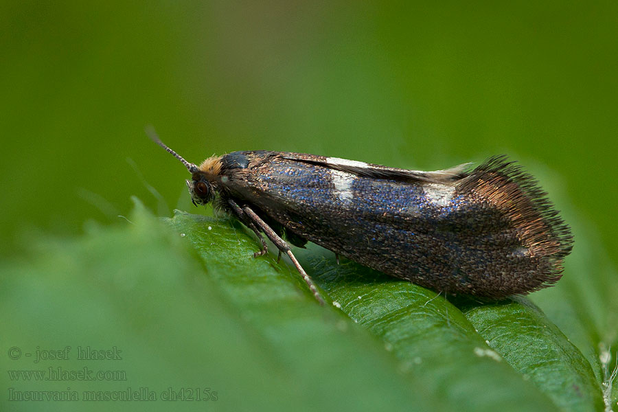 Incurvaria masculella