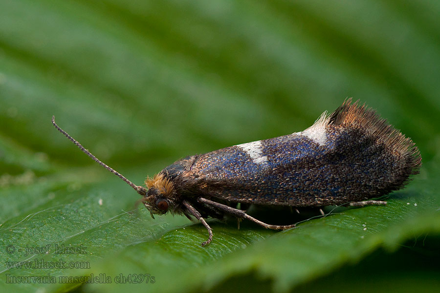 Incurvaria masculella