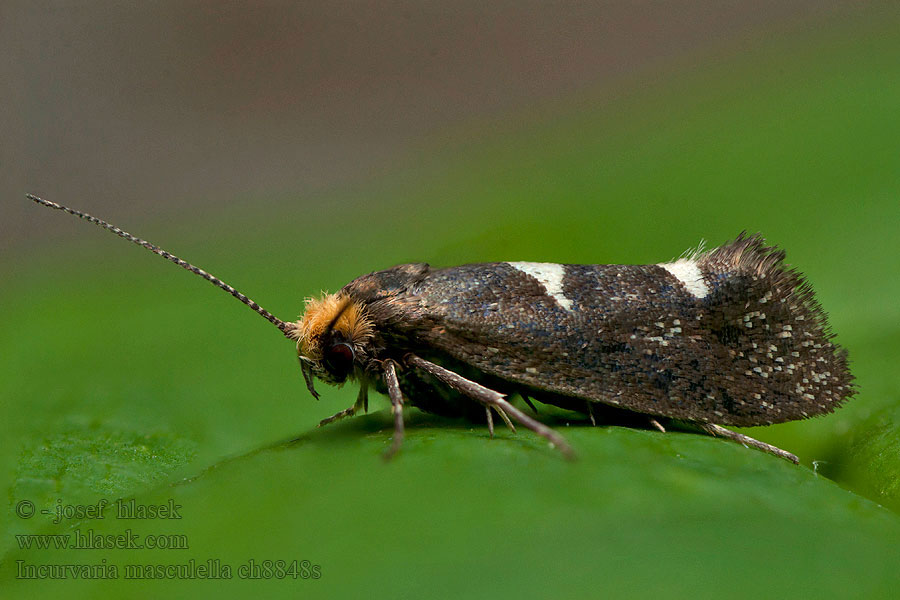 Incurvaria masculella