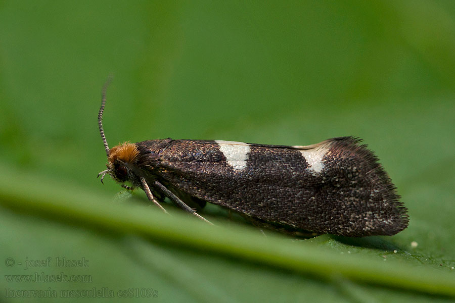 Incurvaria masculella