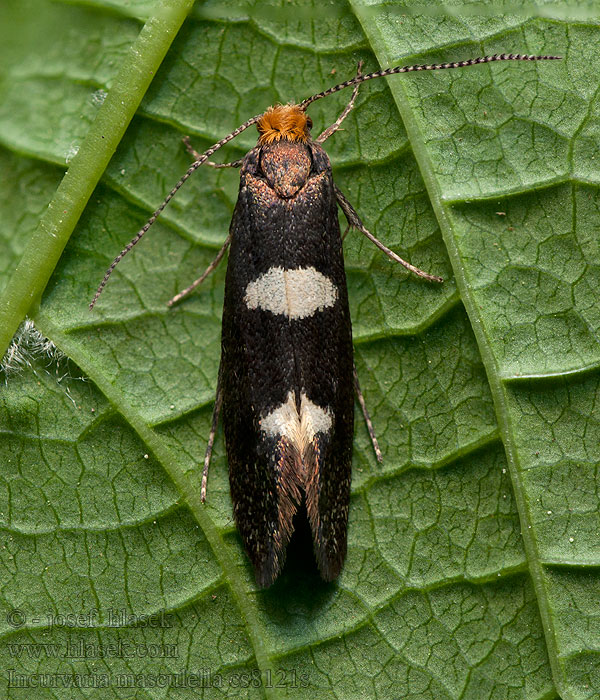 Incurvaria masculella