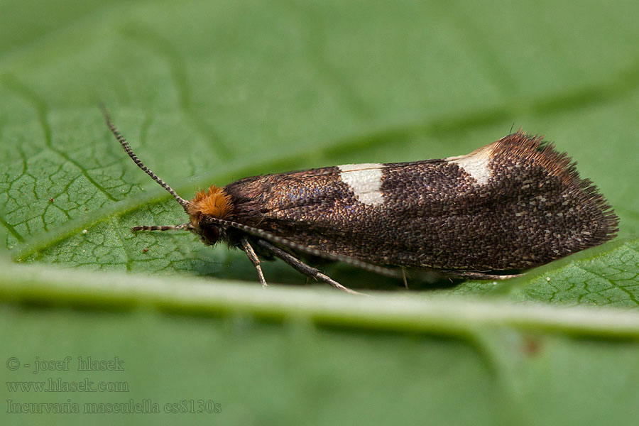 Incurvaria masculella