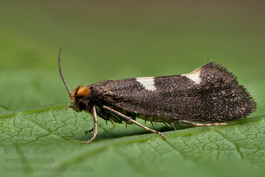 Incurvaria masculella