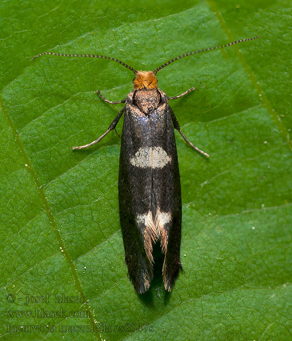 Incurvaria masculella