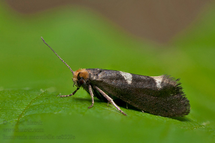 Incurvaria masculella