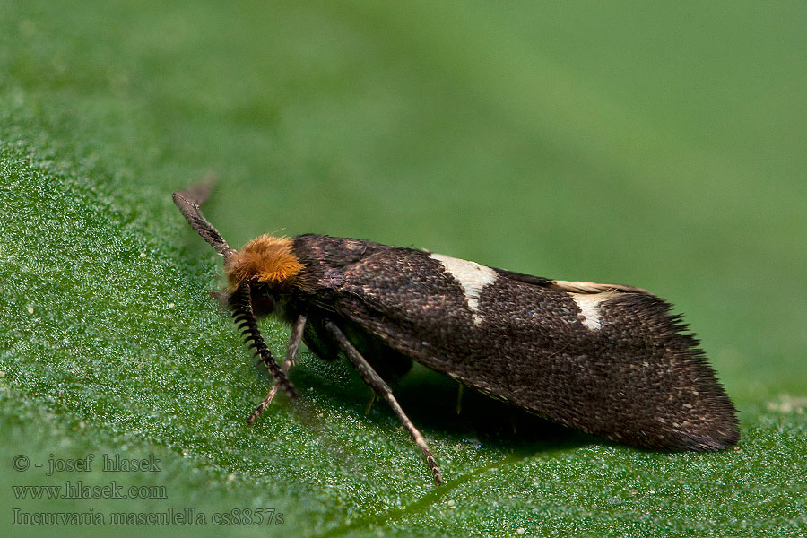 Incurvaria masculella