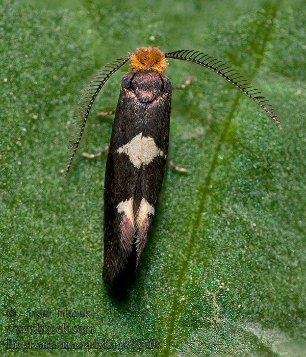 Incurvaria masculella