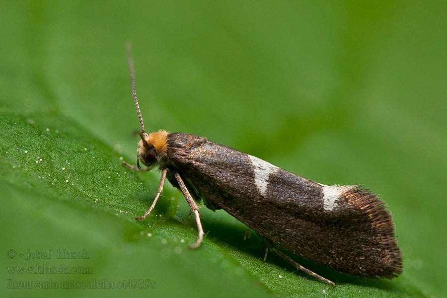 Incurvaria masculella