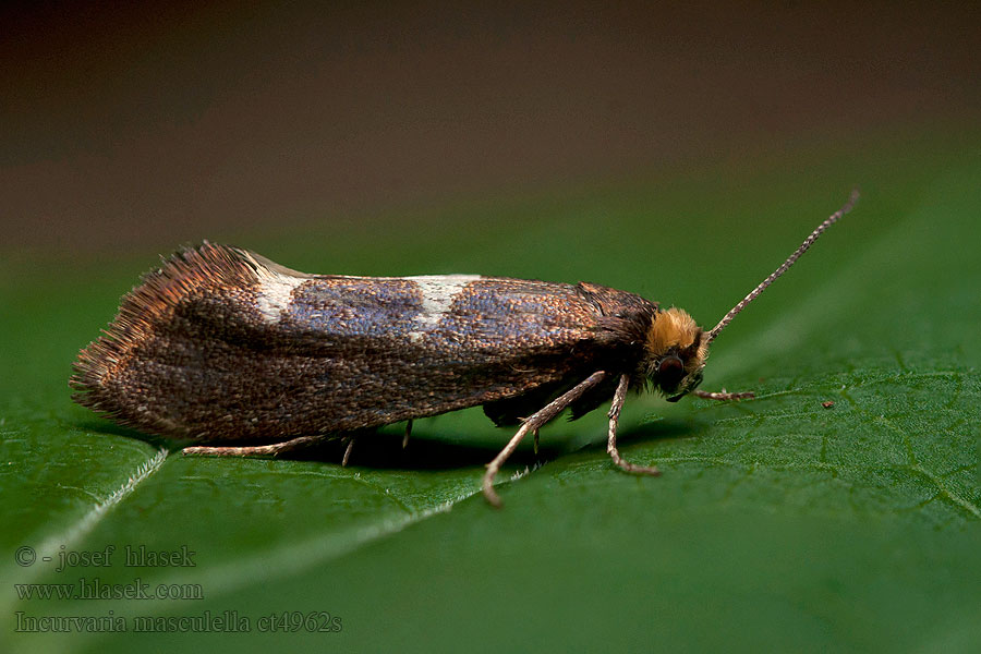 Incurvaria masculella