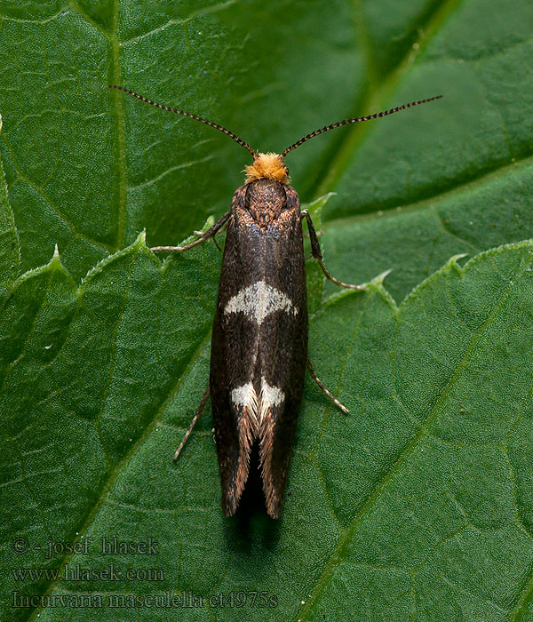 Incurvaria masculella