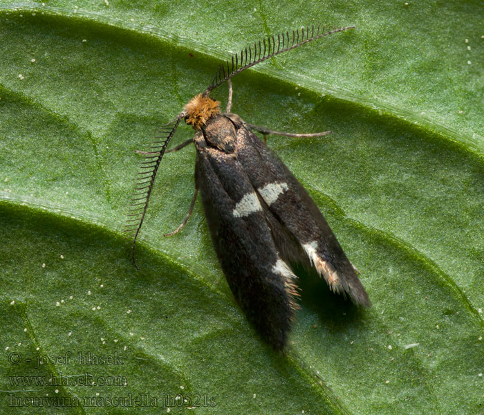 Incurvaria masculella