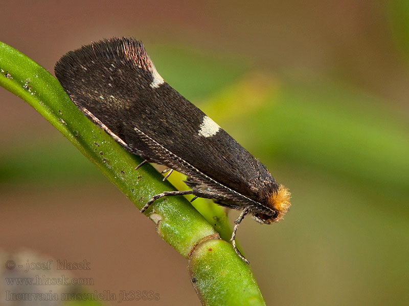 Incurvaria masculella