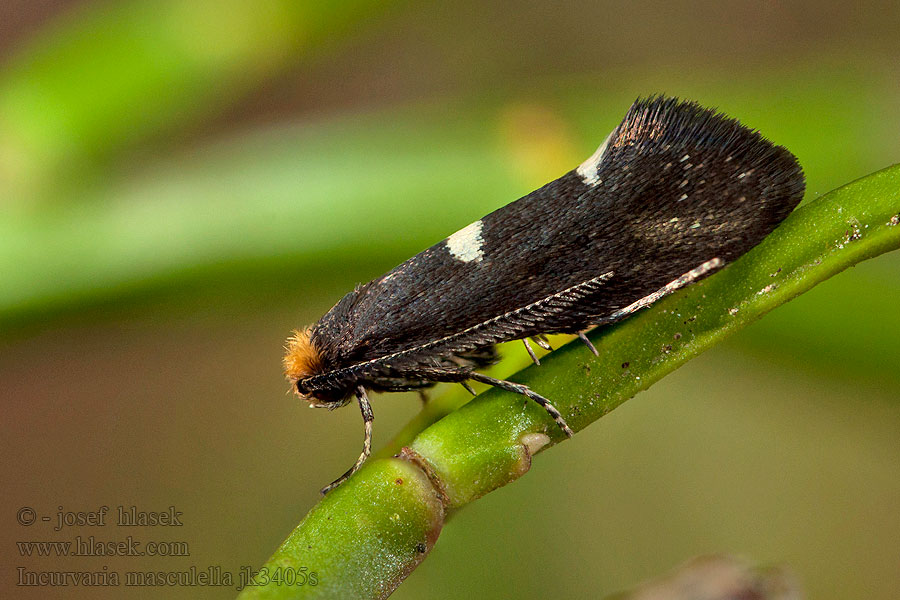 Incurvaria masculella
