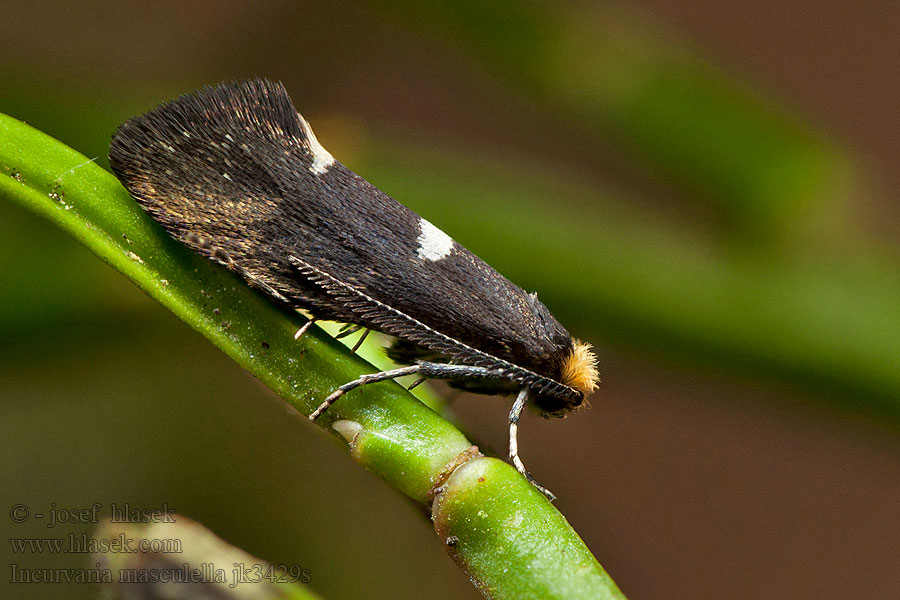 Incurvaria masculella
