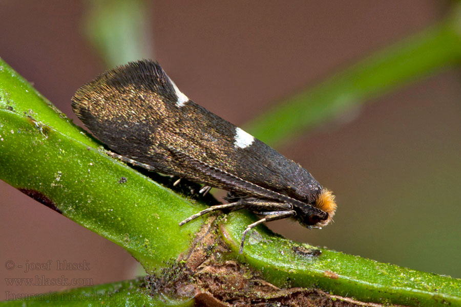 Incurvaria masculella