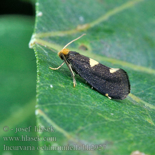 Blåbärsbredmal Incurvaria oehlmanniella Lampronia