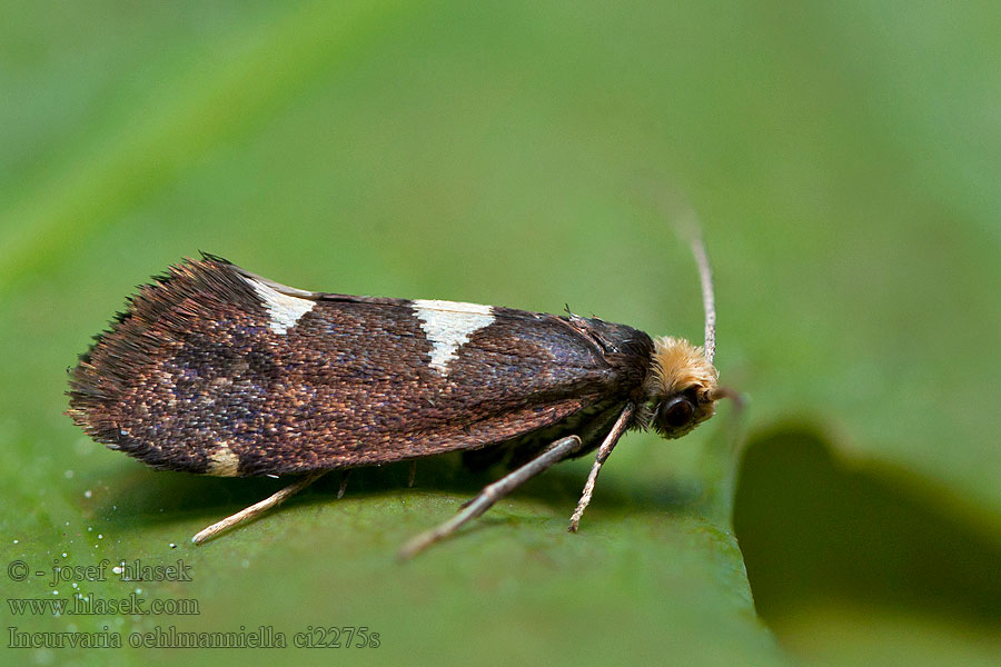 Incurvaria oehlmanniella