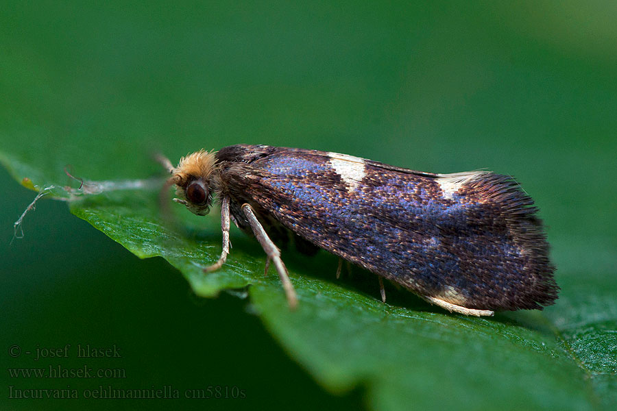 Incurvaria oehlmanniella