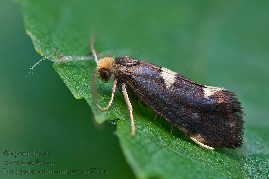 Incurvaria oehlmanniella