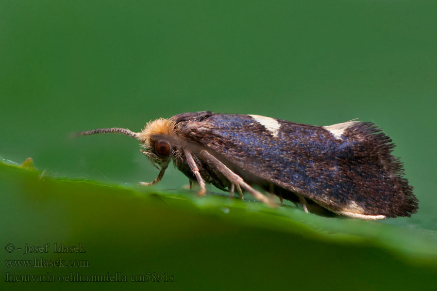 Incurvaria oehlmanniella