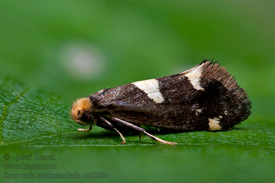 Incurvaria oehlmanniella