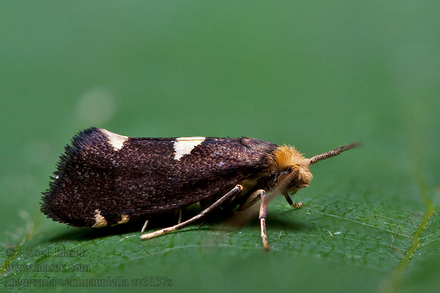 Incurvaria oehlmanniella