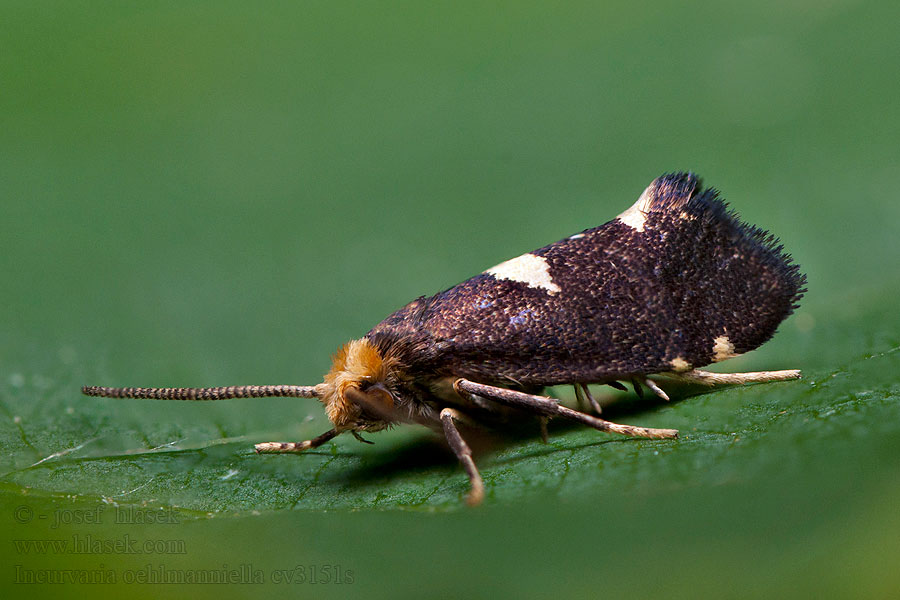 Incurvaria oehlmanniella