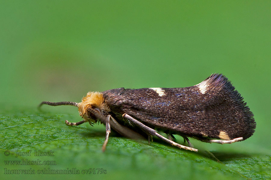 Incurvaria oehlmanniella