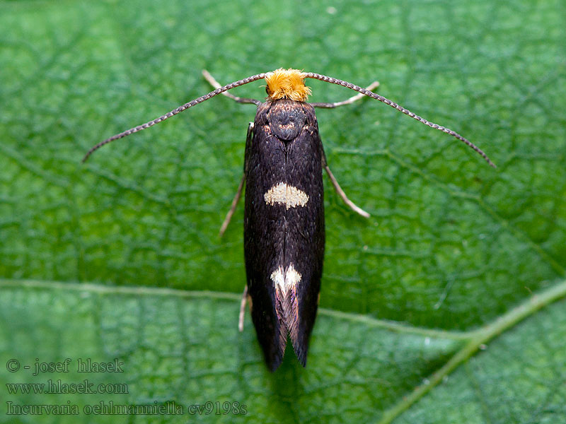 Incurvaria oehlmanniella