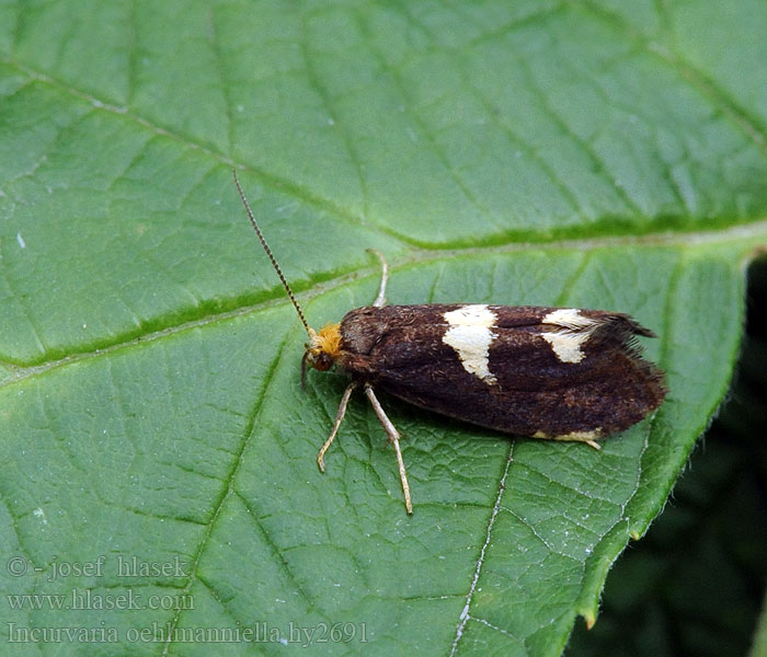 Incurvaria oehlmanniella Lampronia