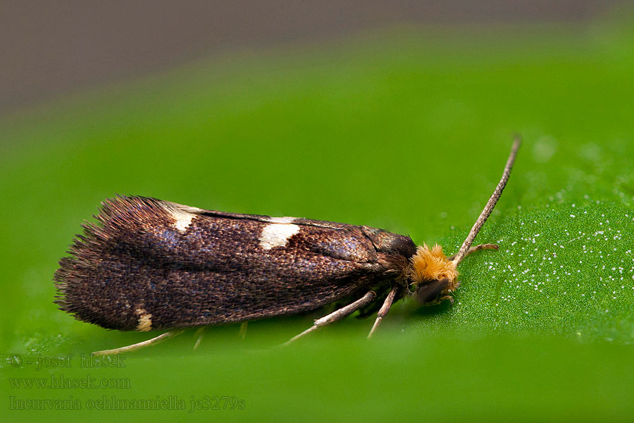 Incurvaria oehlmanniella