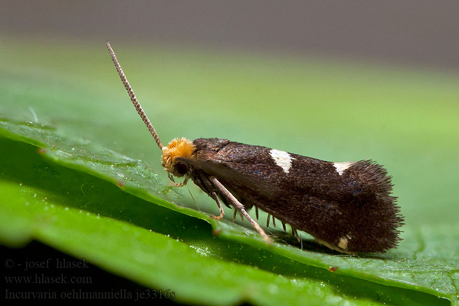 Blåbärsbredmal Incurvaria oehlmanniella