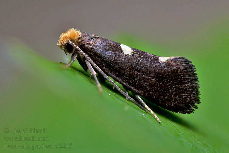 Incurvaria pectinea