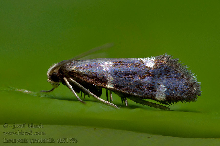 Incurvaria praelatella Kovovníček jahodníkový