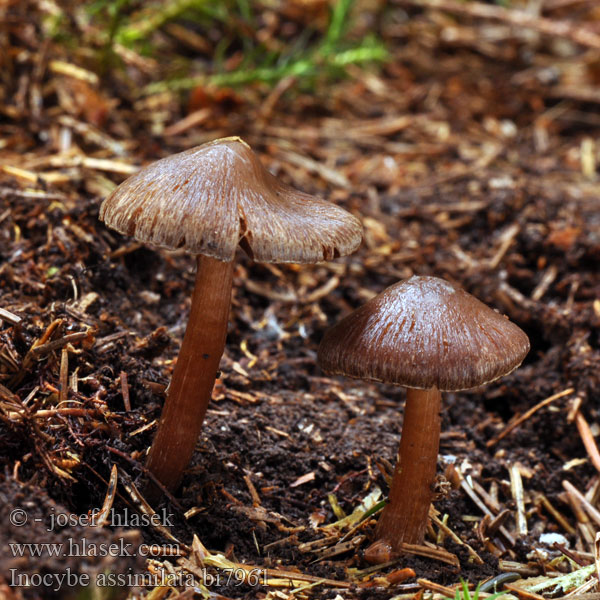 Inocybe assimilata bi7961