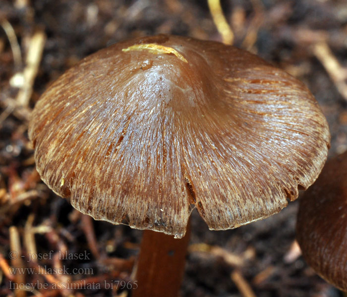 Inocybe assimilata bi7965