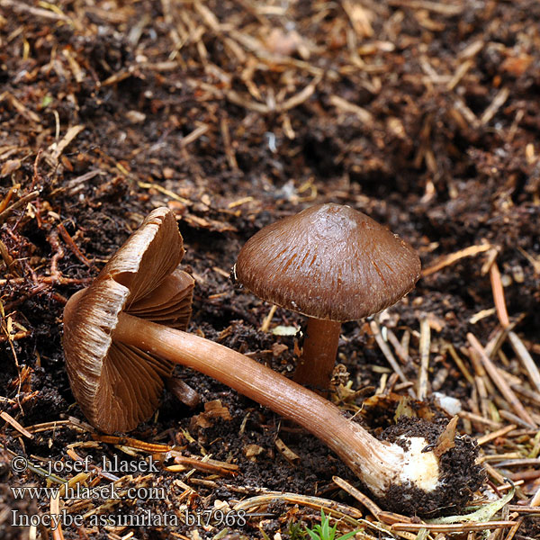 Волоконница похожая Umbratråding Inocybe assimilata