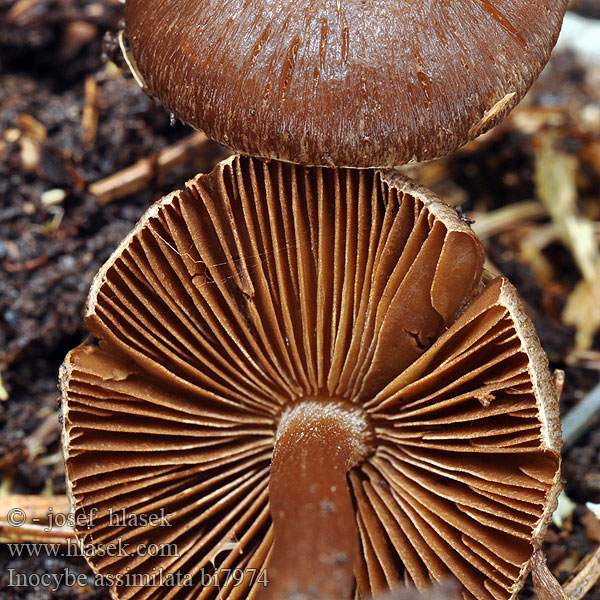 Inocybe assimilata bi7974