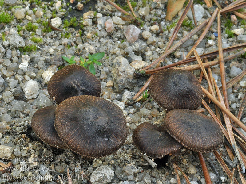 Vláknice hnědá Inocybe assimilata