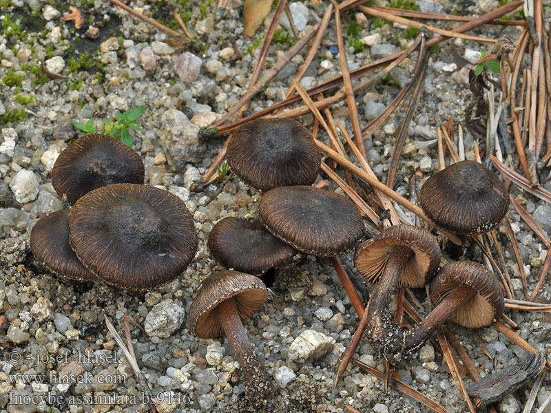 Weißknolliger Rißpilz Inocybe assimilata