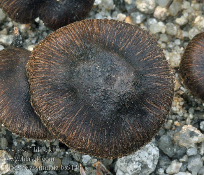 Kleine knolvezelkop Inocybe assimilata